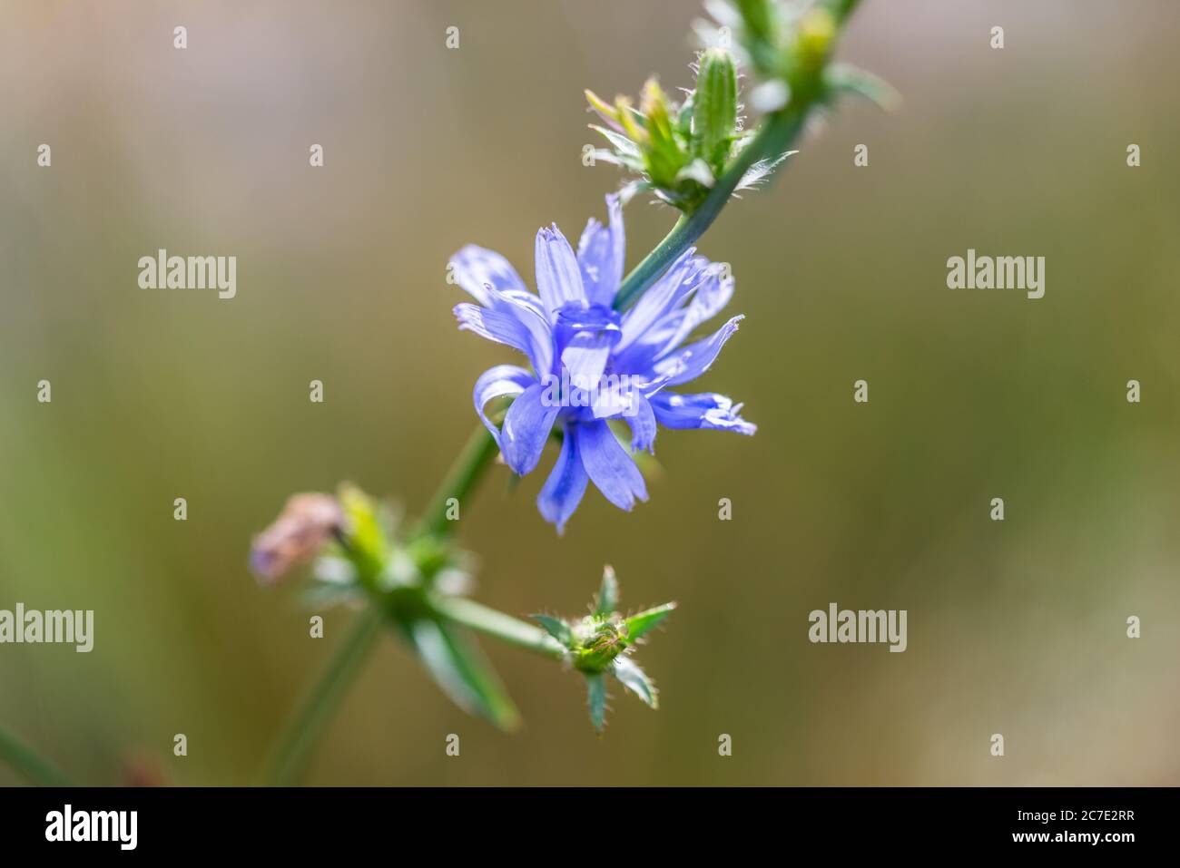 The blue flower of the Common chicory - Cichorium intybus - a wildflower growing on a meadow in Berlin during summer, Germany, Europe Stock Photo