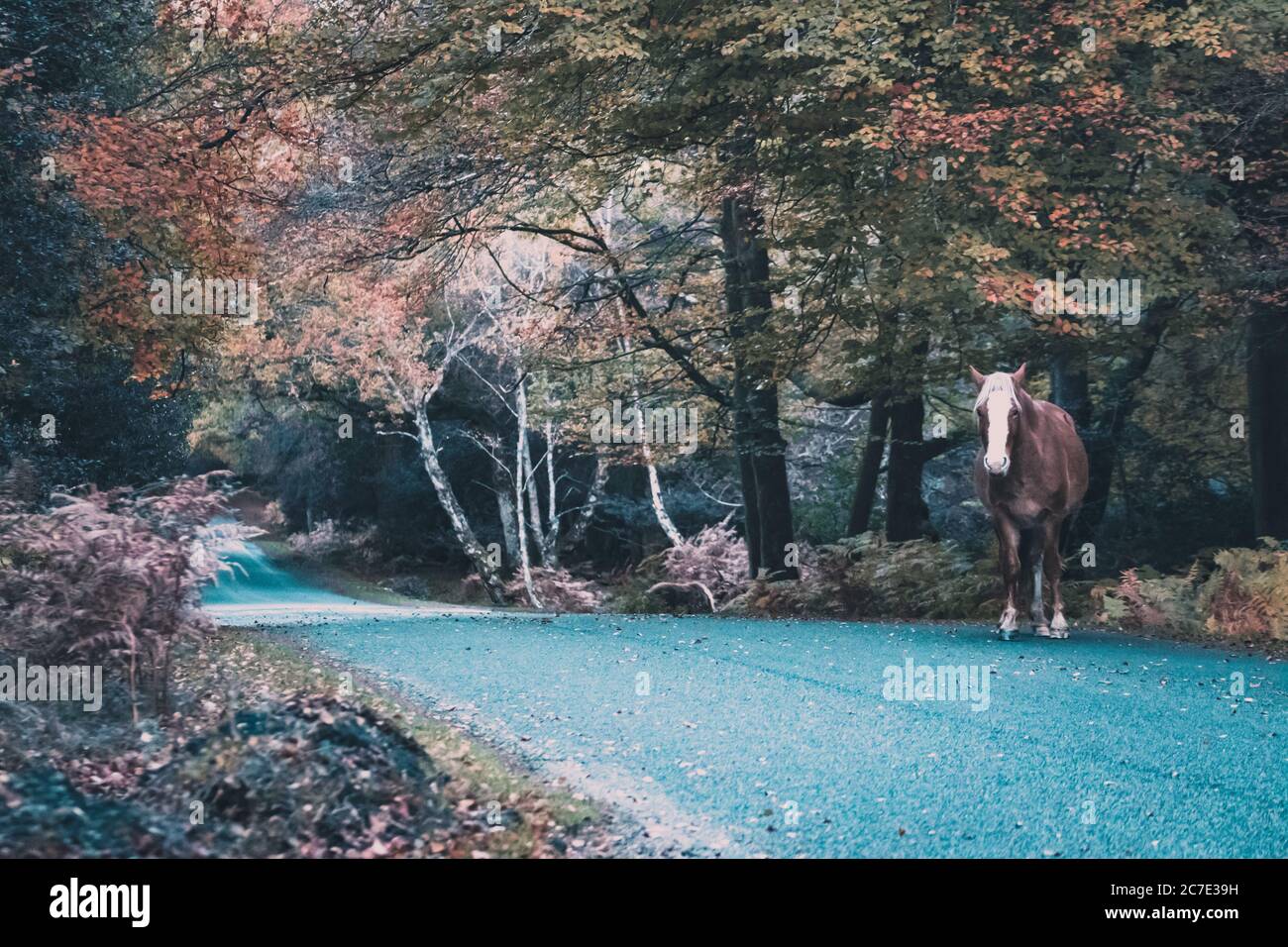 Pony road hi-res stock photography and images - Alamy