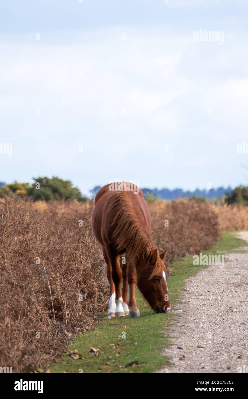 one brown new forest pony feeding at the roadside Stock Photo
