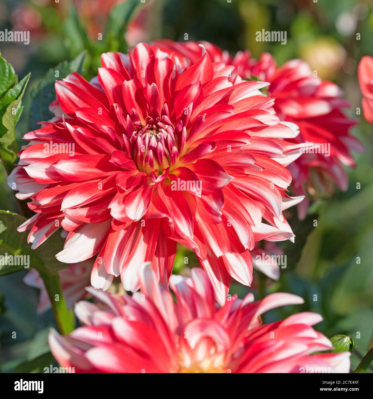 Flowering red and white dahlias in a closeup Stock Photo Alamy