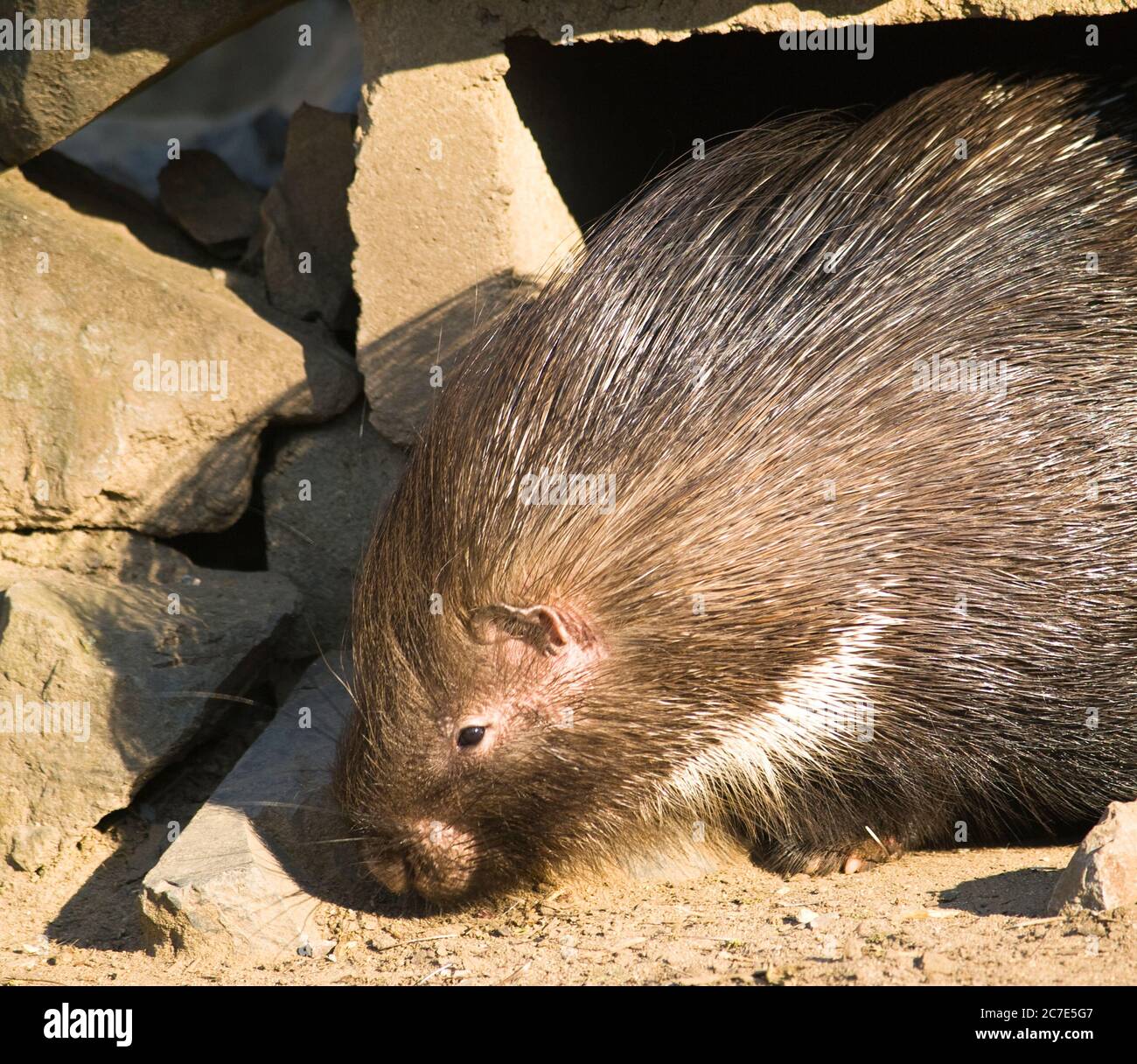 Indian crested porcupine - Hystrix indica Stock Photo