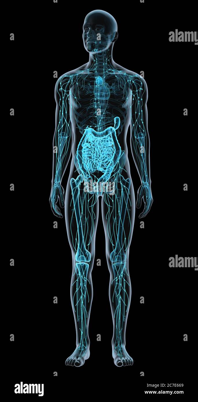 Illustration showing parts of the human immune system Stock Photo - Alamy