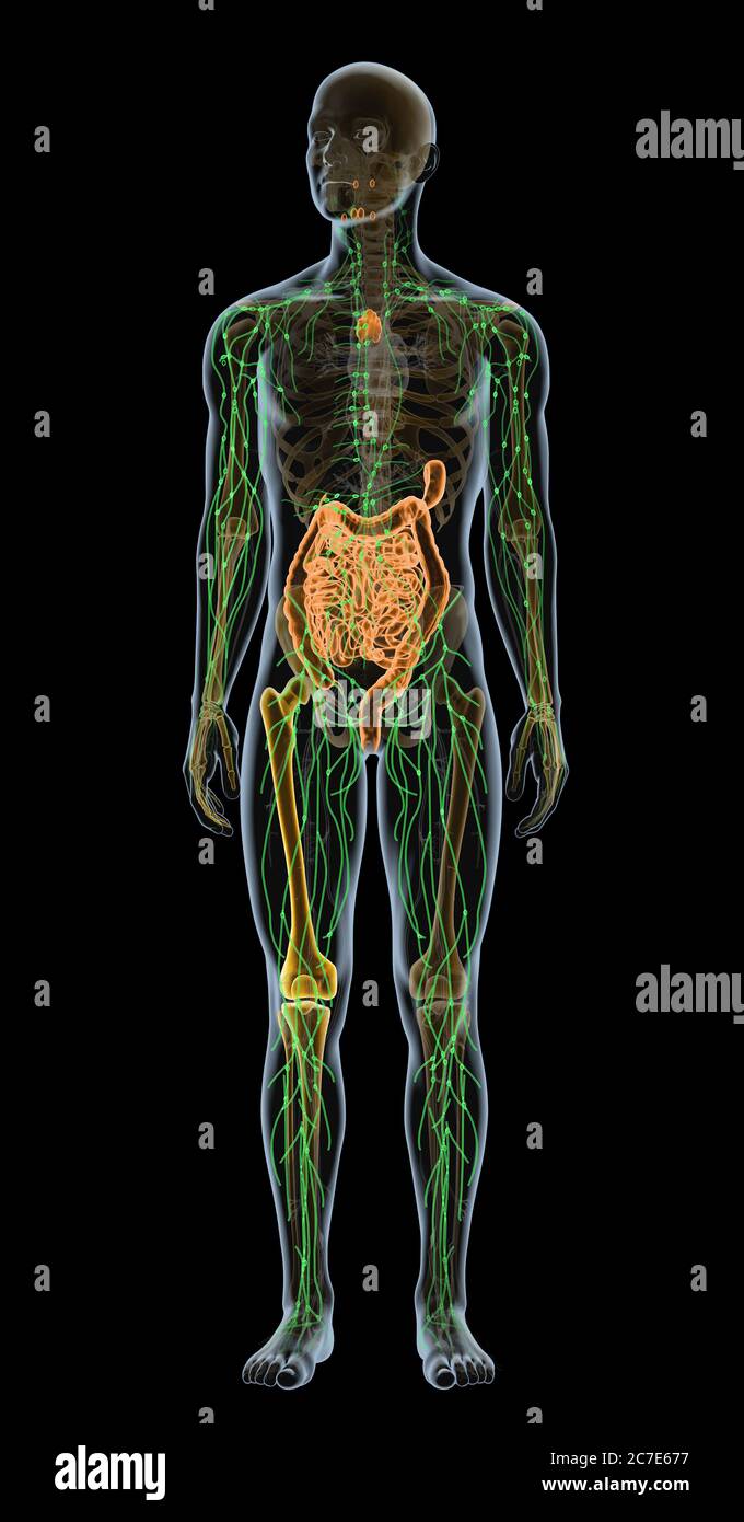 Illustration showing parts of the human immune system Stock Photo - Alamy
