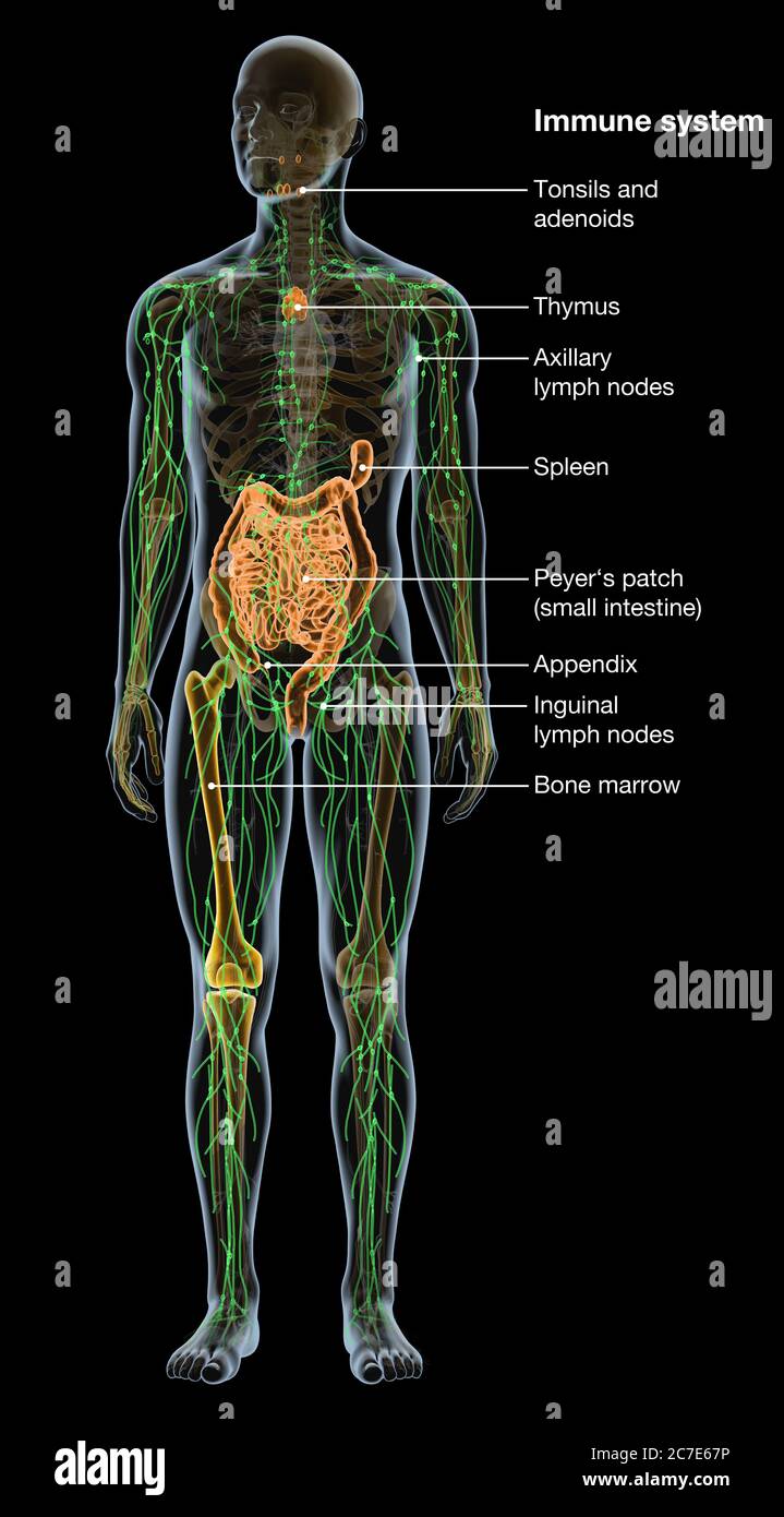 Illustration showing parts of the human immune system Stock Photo - Alamy