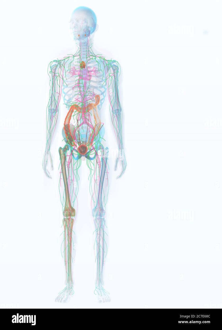 3D illustration showing human immune system of a man with adenoids, tonsils, axillary lymph nodes, bone marrow, appendix, intestine, bladder and splee Stock Photo