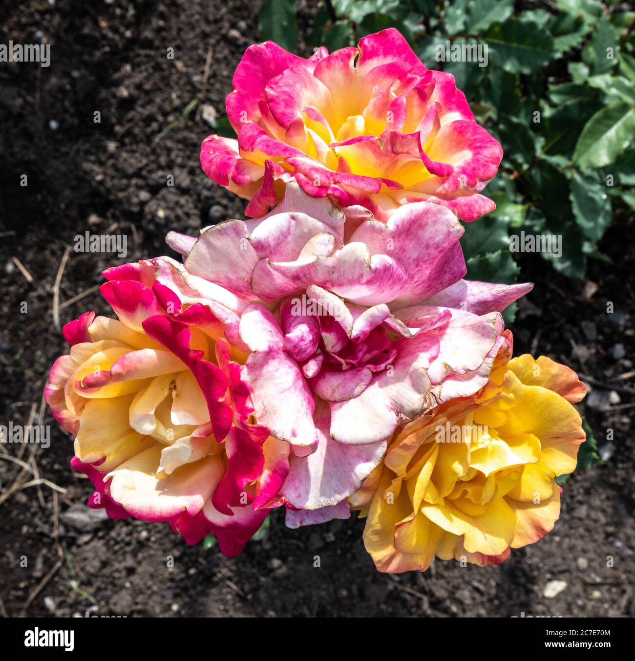 Rio samba rose hi-res stock photography and images - Alamy