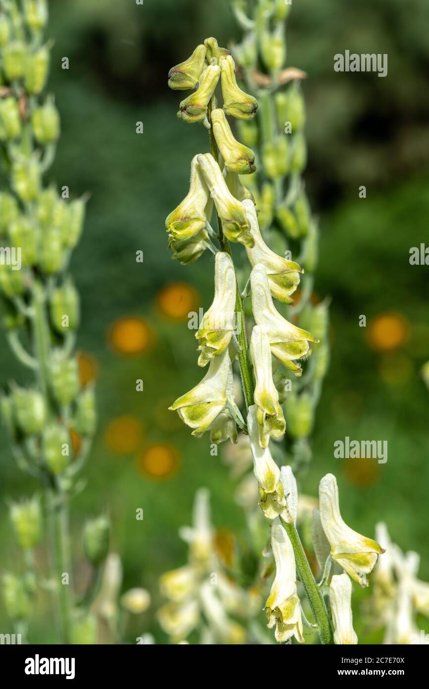 Flower of Yellow Monkshood (Aconitum anthora) Stock Photo