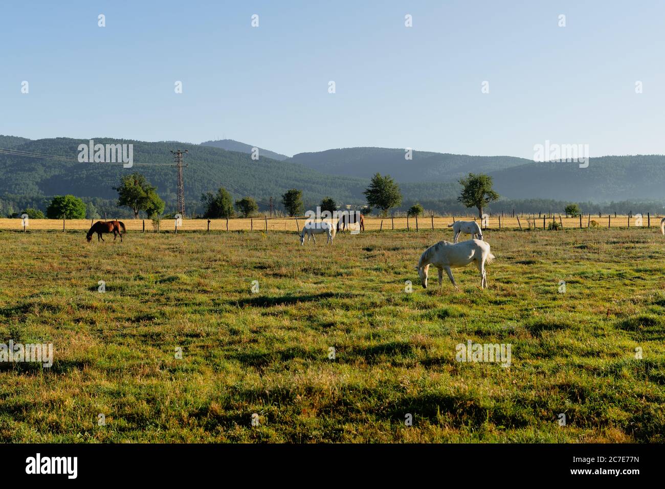 Horses grazing in a field in Daday, Kastamonu, Turkey Stock Photo