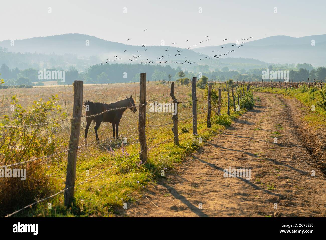 The road to the hills among fields under sun in the morning. Horse grazing behind barbed wire fence next to dirt road or ground road. Daday, Kastamonu Stock Photo