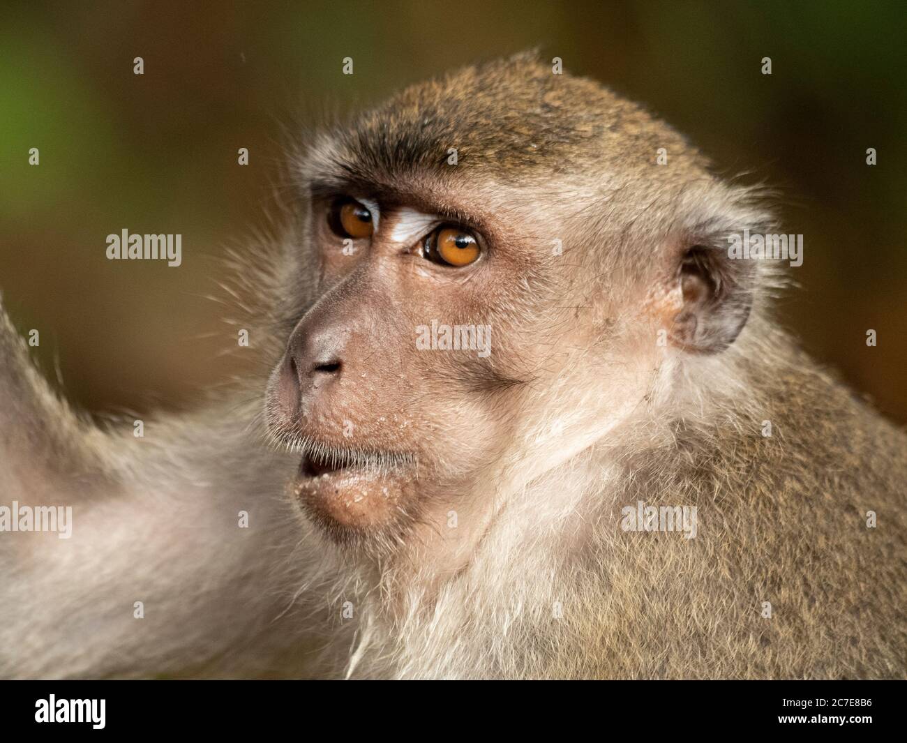 Close up of long tailed macaques face whilst it chews Stock Photo