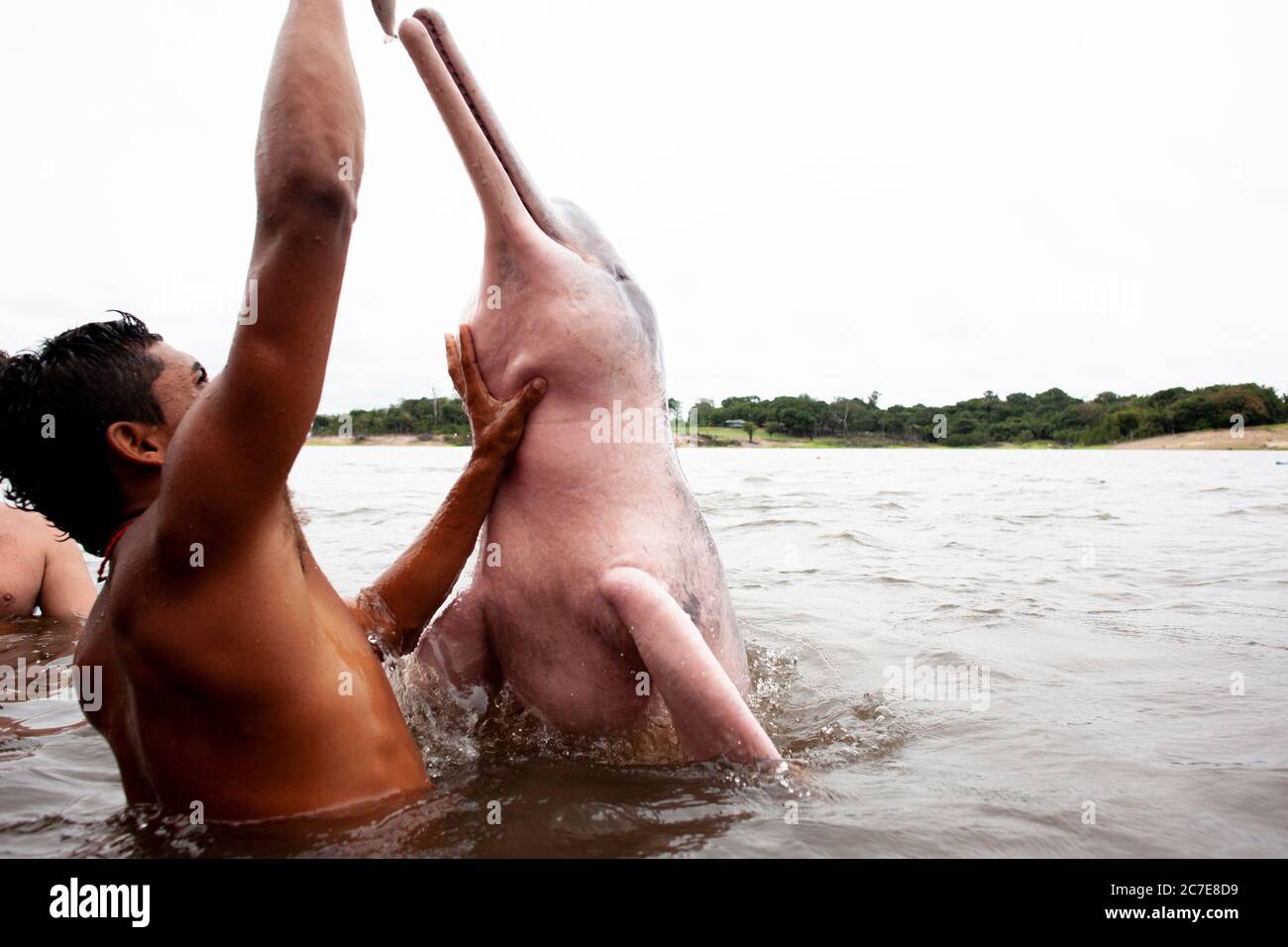 Young man feeding the pink river dolphin Stock Photo