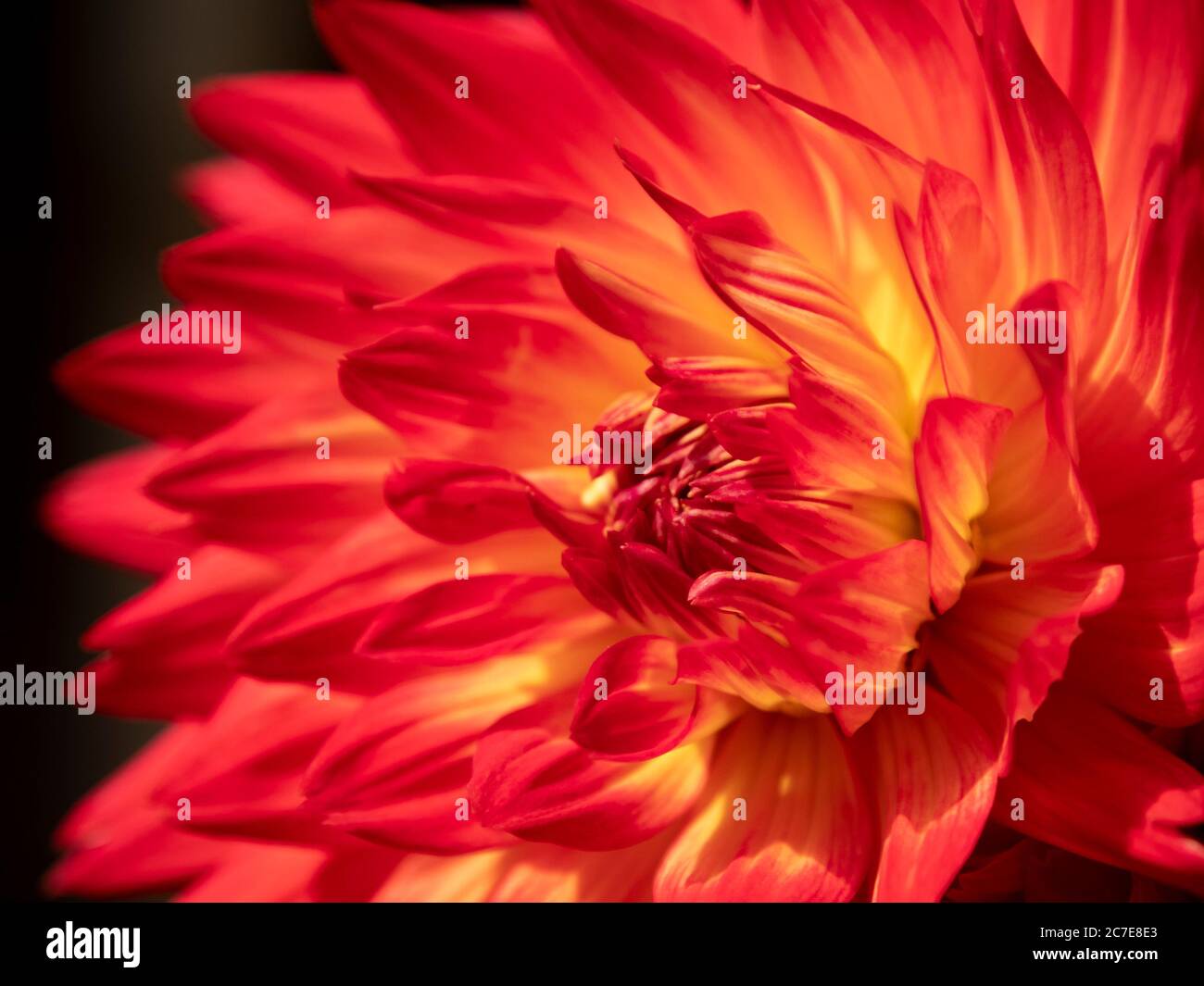 Close up of a dahlia flower with black background Stock Photo
