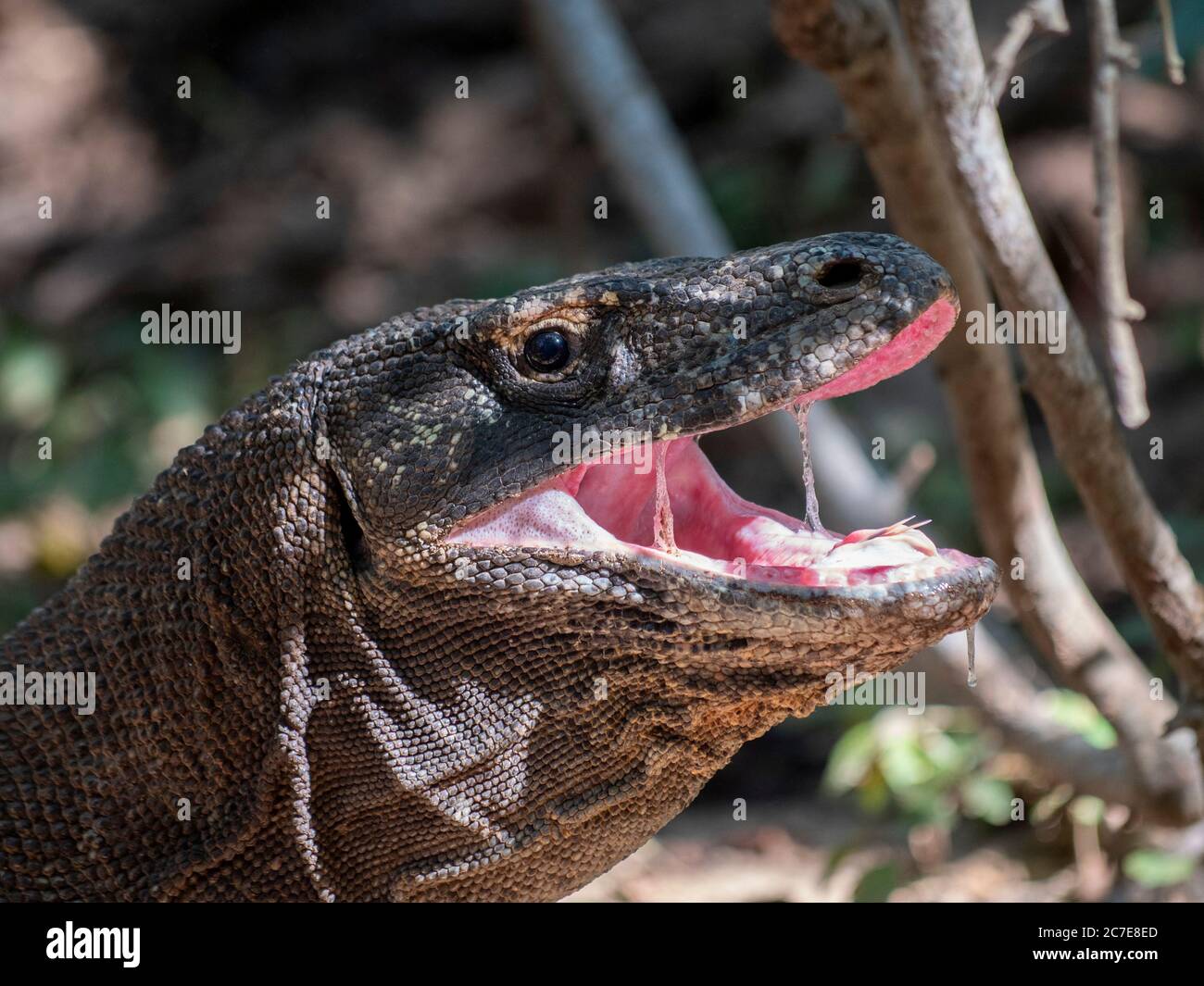 Close up of adult komodo dragon's head with mouth open showing saliva Stock Photo