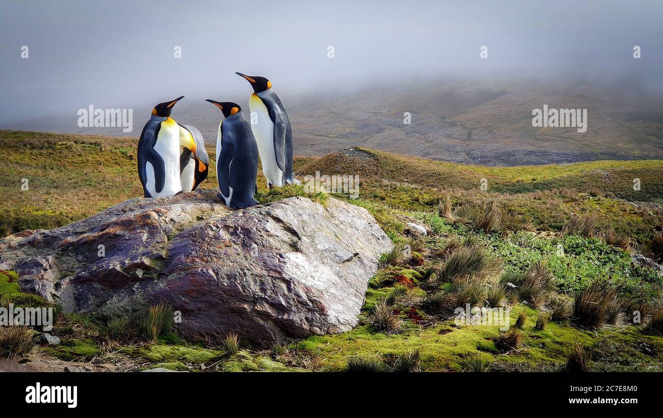 Four king penguins stood on a rock in the sun surrounded by grassy hills under low lying clouds Stock Photo