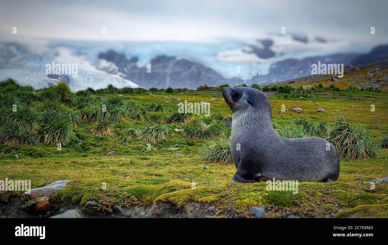 Fur seal pup on grassy hill with icy glacier in the background Stock Photo