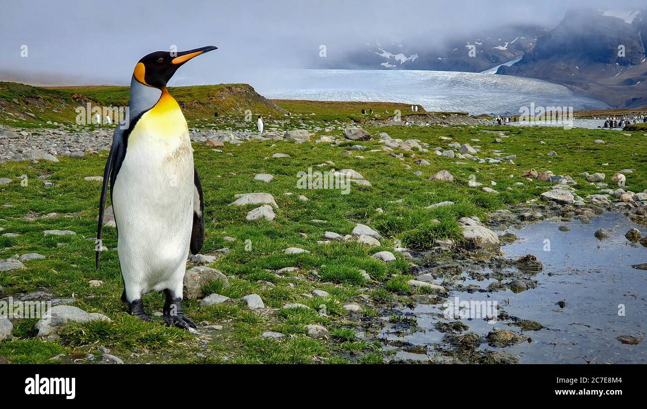 A king penguin stood on rocky grass next to a puddle with mountains and a glacier in the background shrouded in cloud Stock Photo
