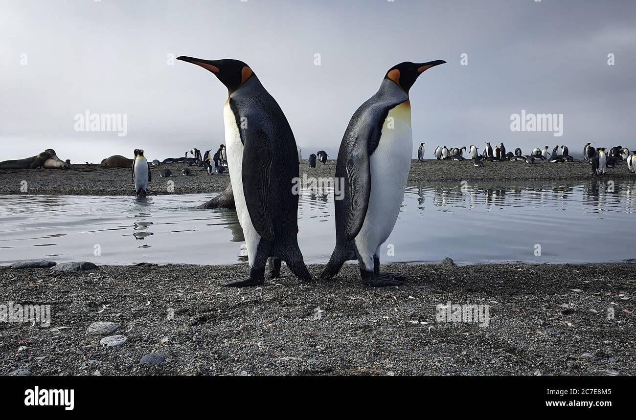 Two king penguins standing back to back with water, seals and lots more penguins in the background Stock Photo