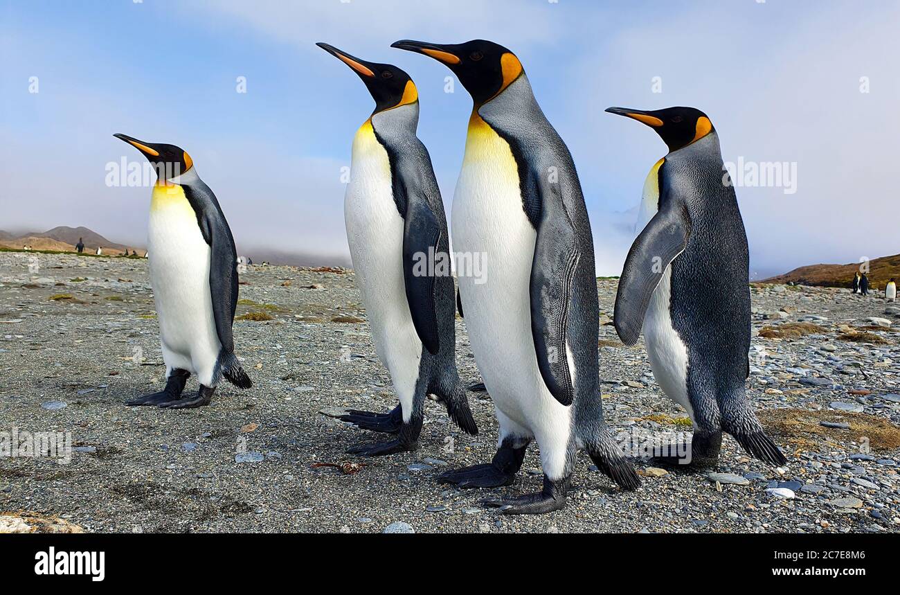 Four king penguins stood upright on grey sand with clouds and hills in the background in South Georgia Stock Photo