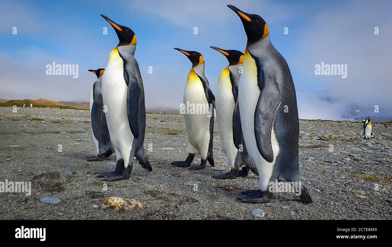 Five king penguins stood upright on grey sand with clouds and hills in the background in South Georgia Stock Photo