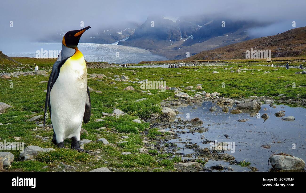 A king penguin stood on rocky grass next to a puddle with mountains and a glacier in the background shrouded in cloud Stock Photo