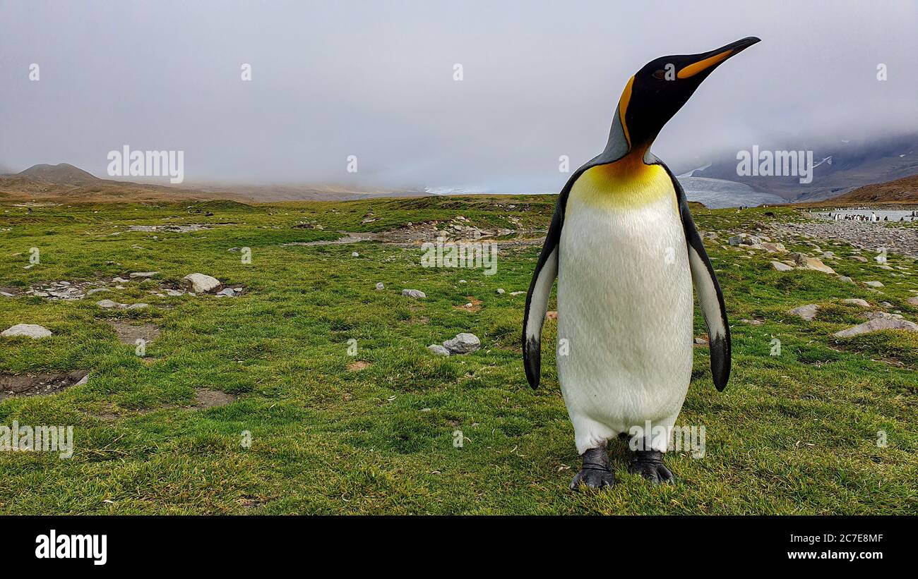 A king penguin stood on grass on it's own looking towards camera with clouds in the background partially obscuring mountains and glacier Stock Photo