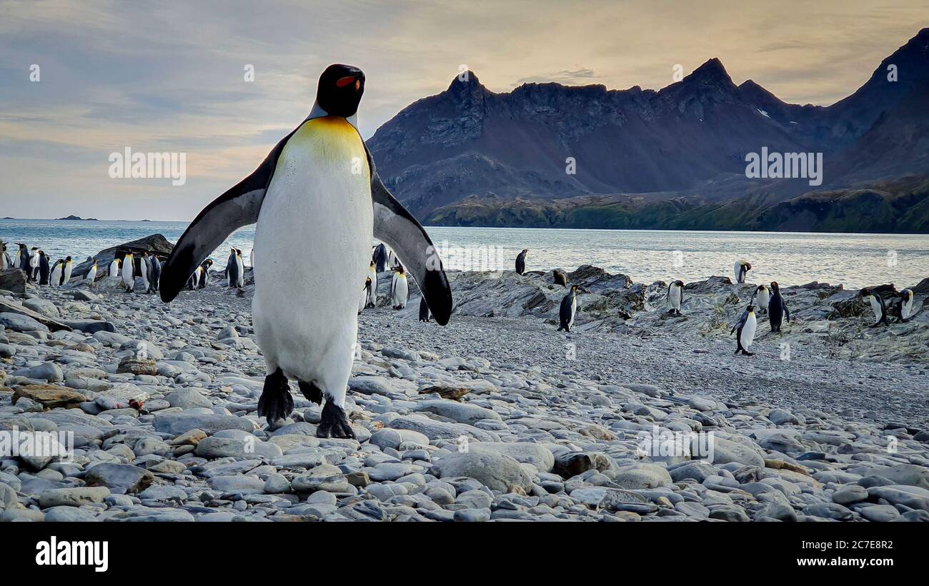 Adult king penguin walking across pebble beach towards camera with colony in background with sea and dramatic mountains under an early morning sky Stock Photo