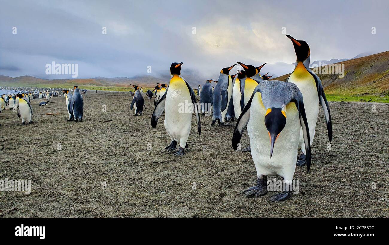 Numerous king penguns with one bowing it's head towards the camera, large colony in the background on the beach with mountains shrouded in cloud behin Stock Photo