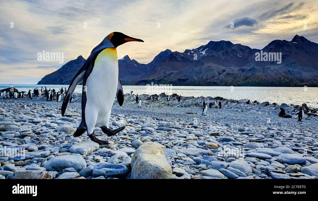 Adult king penguin walking across pebble beach with colony in background with sea and dramatic mountains under an early morning sky Stock Photo