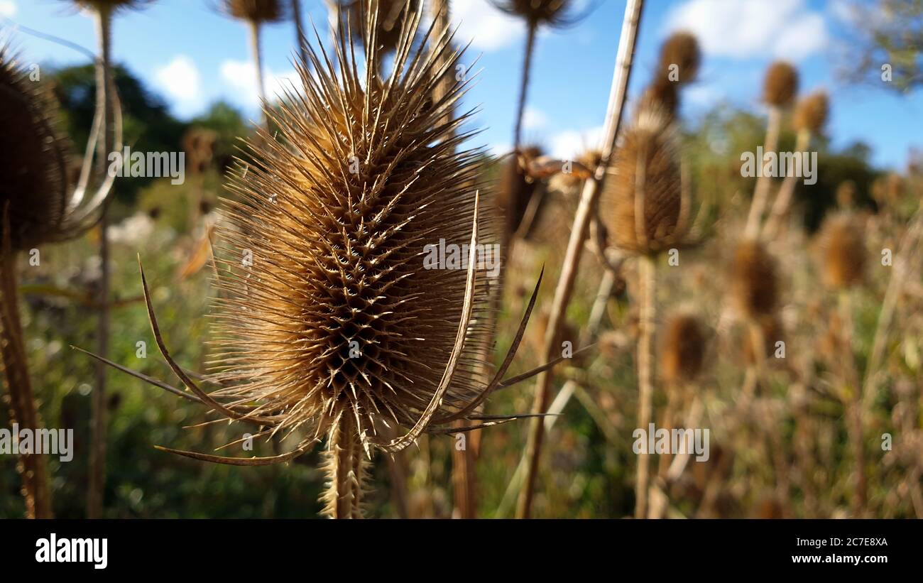 Close up of dried wild teasel (teasle, teazle, thistle) with others in background under blue sky Stock Photo