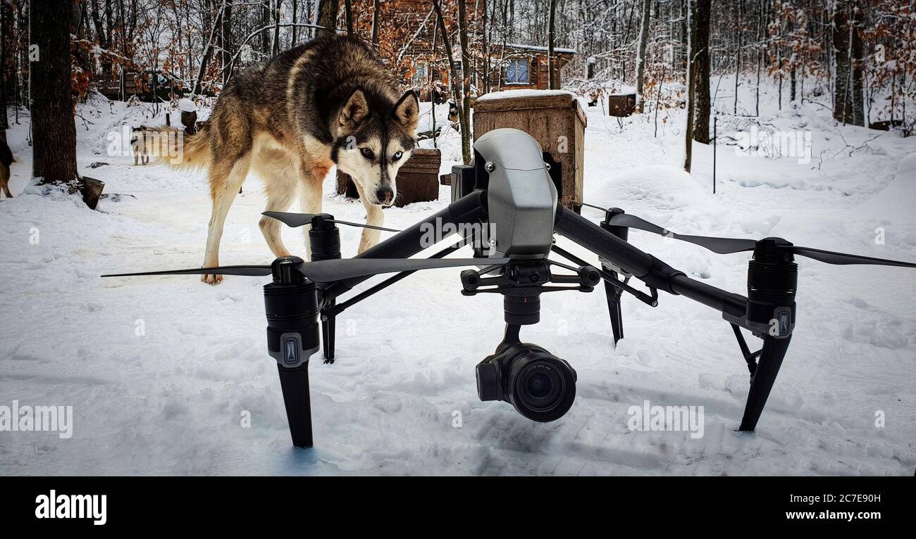 Husky dog in the snow looking menacingly at a drone in front of it Stock Photo