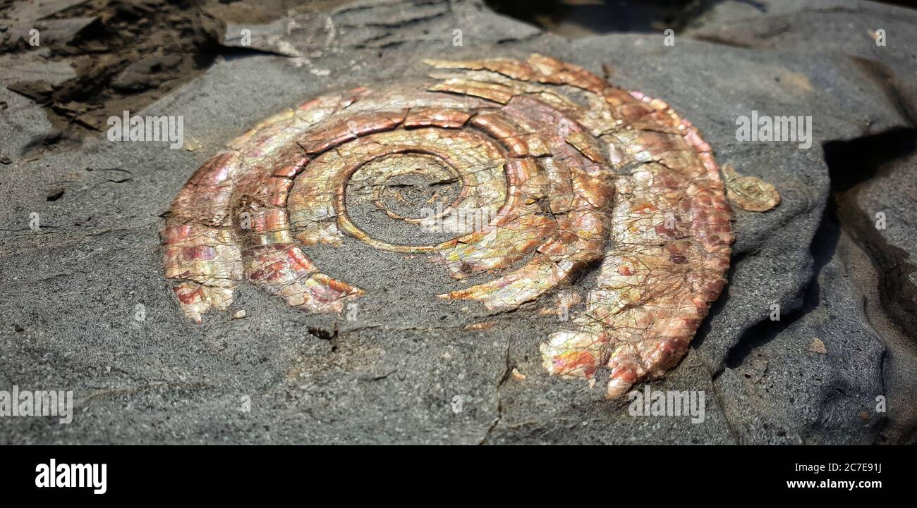Rainbow ammonite fossil embedded in rock Stock Photo