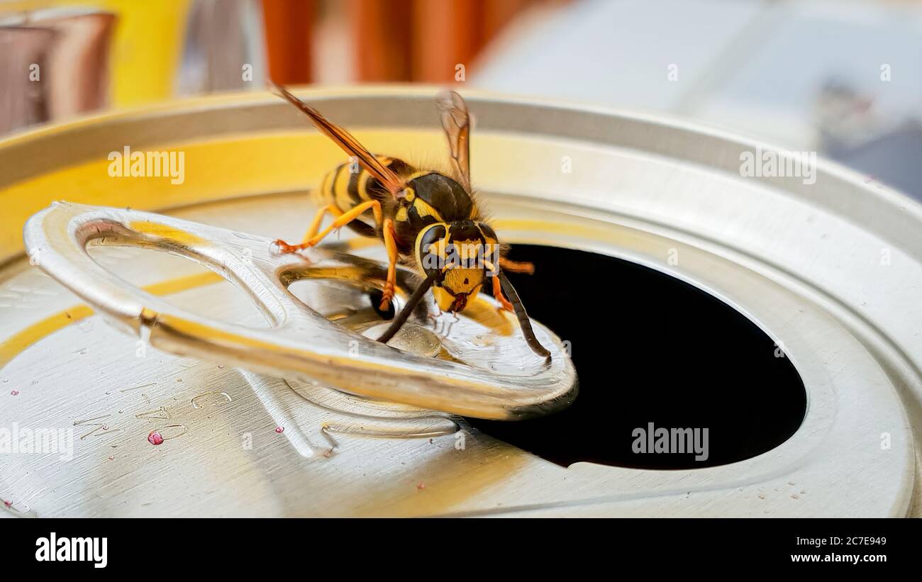 Macro of yellow jacket wasp sat on can ring pull Stock Photo