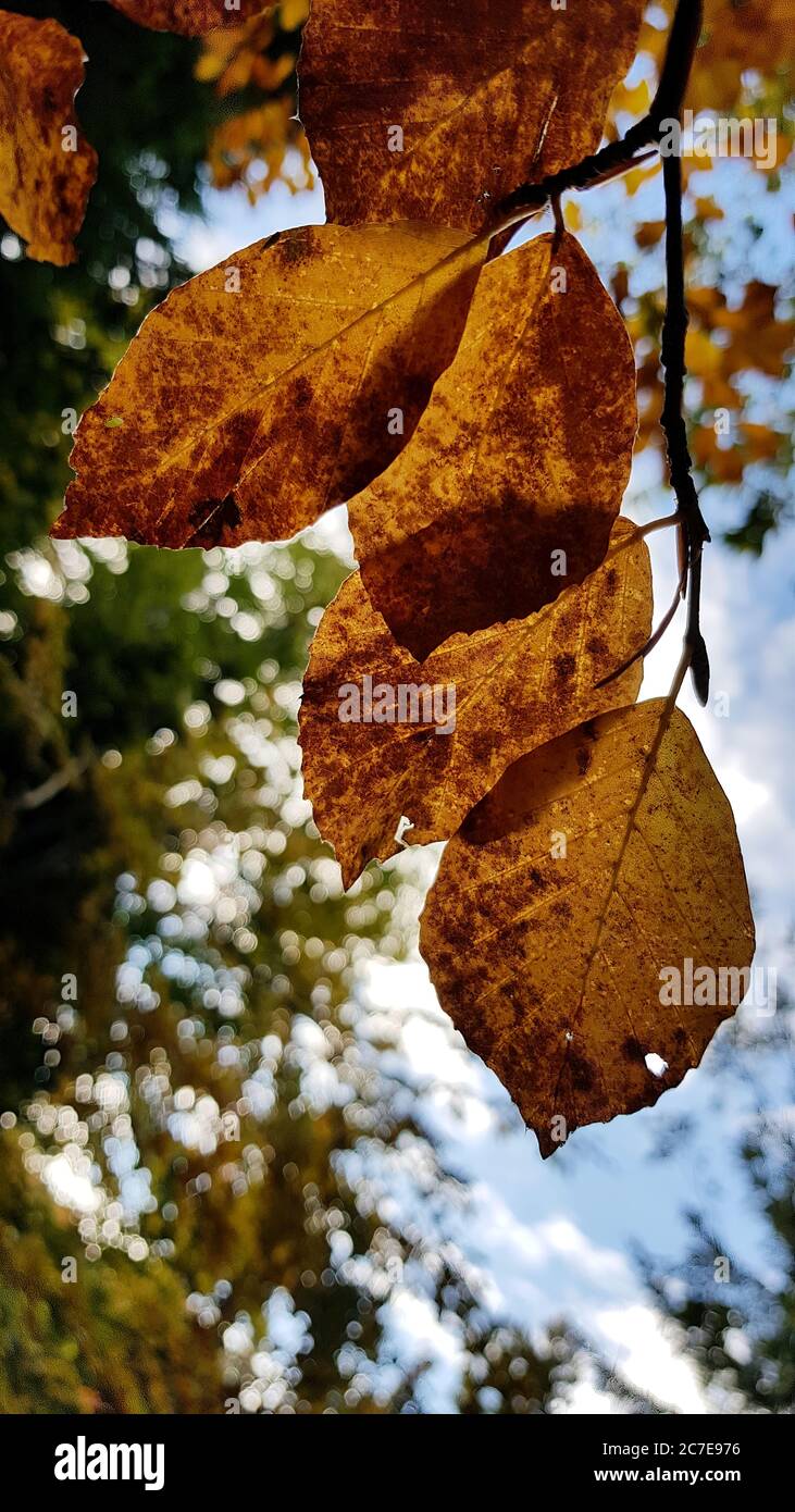 Autumnal leaves silhouetted on a branch Stock Photo
