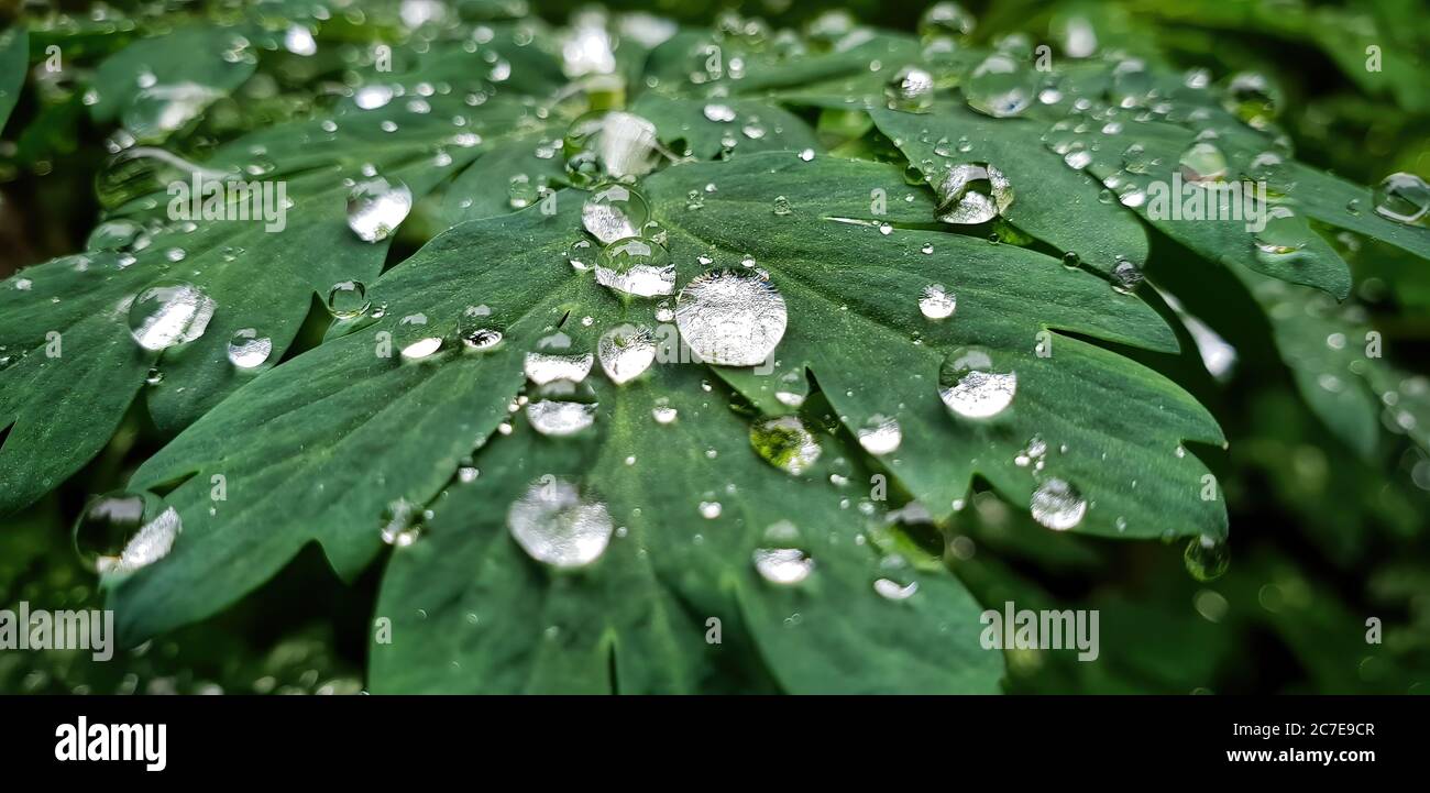 Macro of beautiful large water droplets on dark green leaves Stock Photo