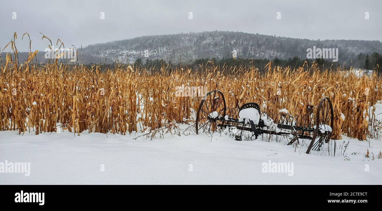 Field of dead crops covered in snow with antique farming equipment in front Stock Photo