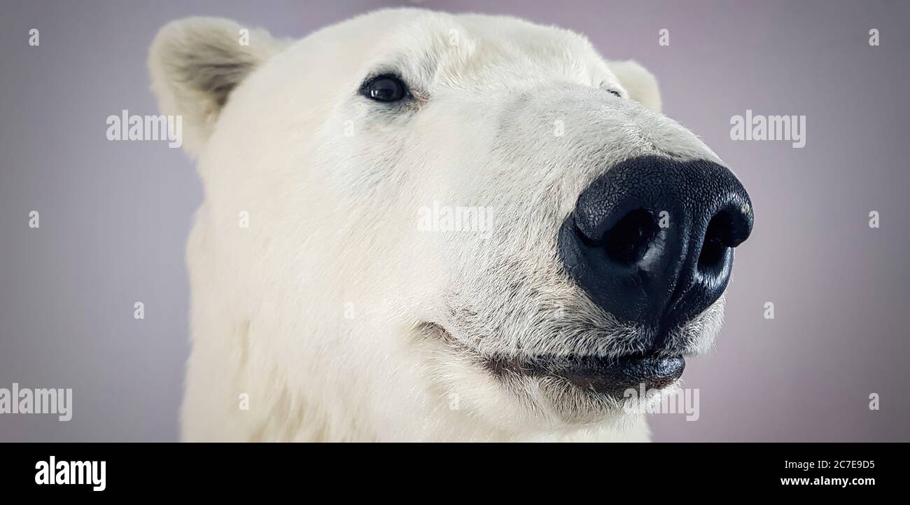 Close up of stuffed polar bear face Stock Photo