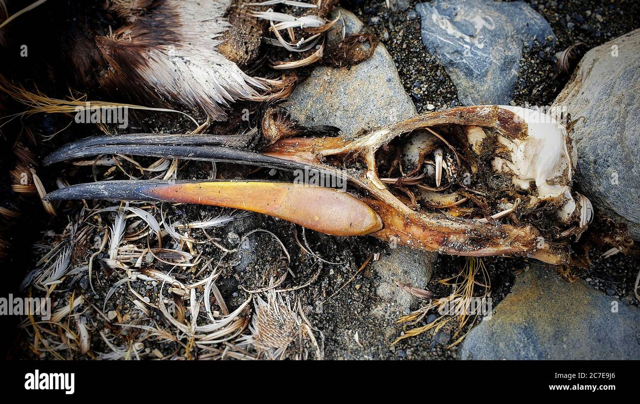 Close up of king penguin skull on rocks with old feathers around it Stock Photo