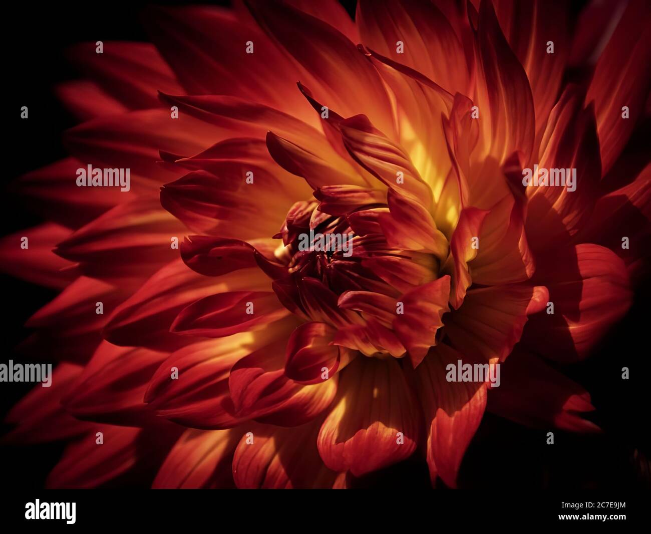 Dramatic close up of a dahlia flower looking like fire with black background Stock Photo