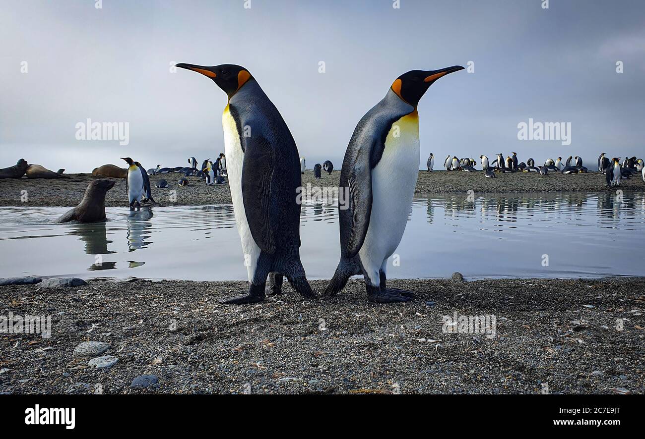 Two king penguins standing back to back with water, seals and lots more penguins in the background Stock Photo