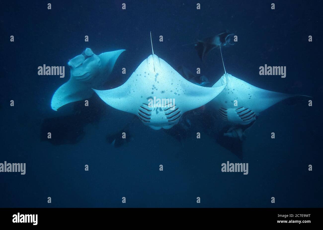 Three large manta rays underwater with other manta rays in the distance Stock Photo