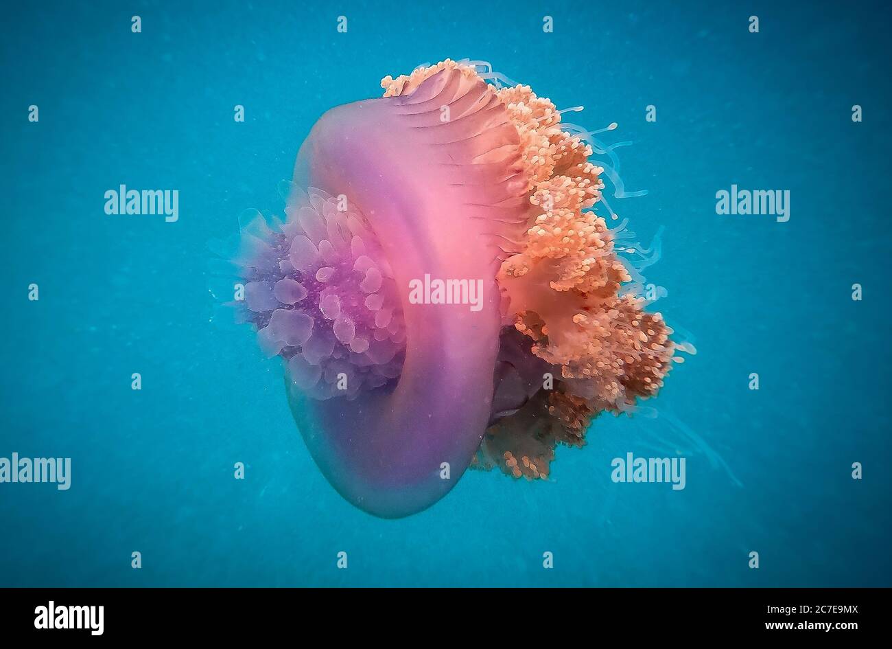 Crowned jellyfish swimming in blue water Stock Photo