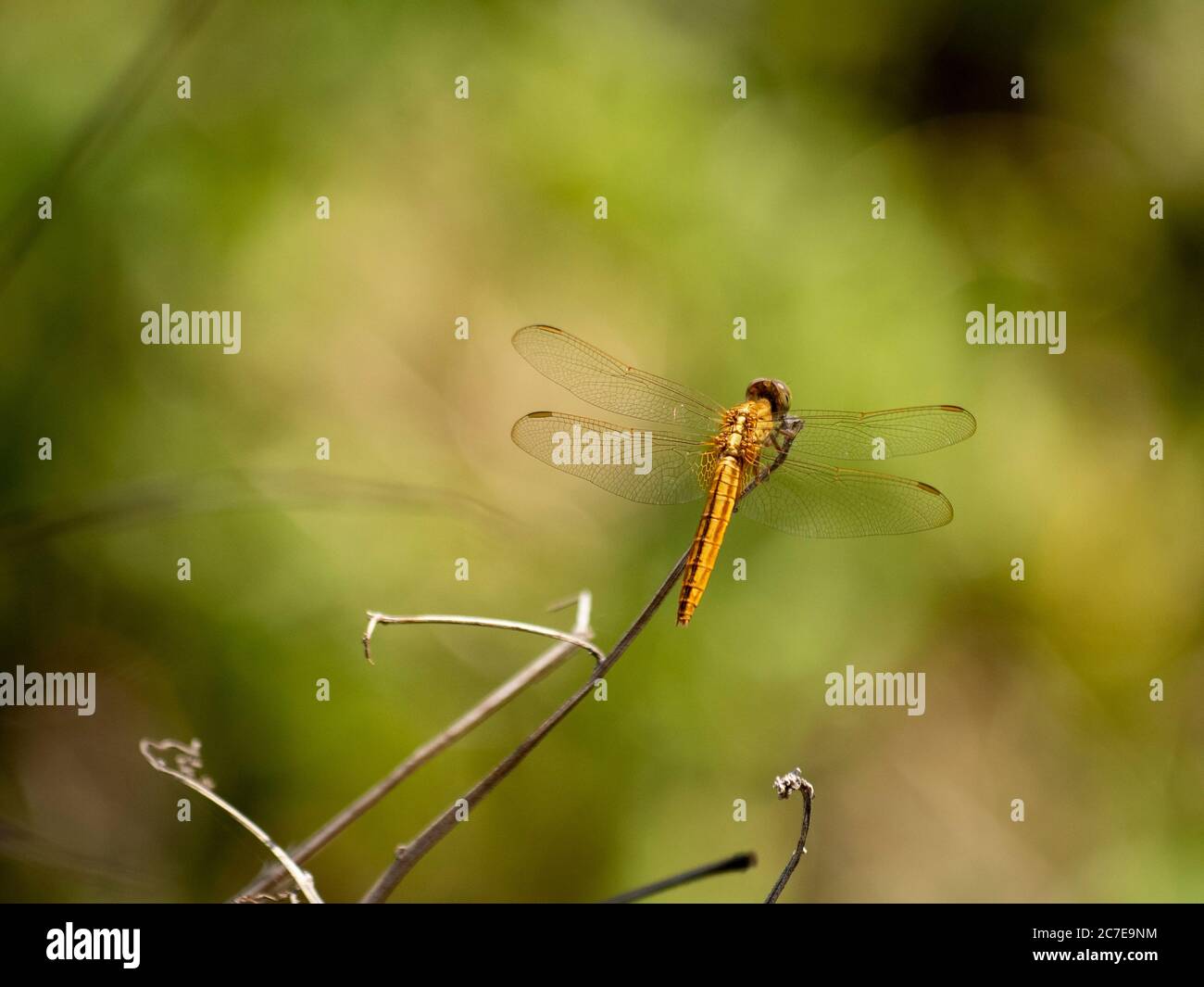 Yellow dragonfly resting on a twig Stock Photo