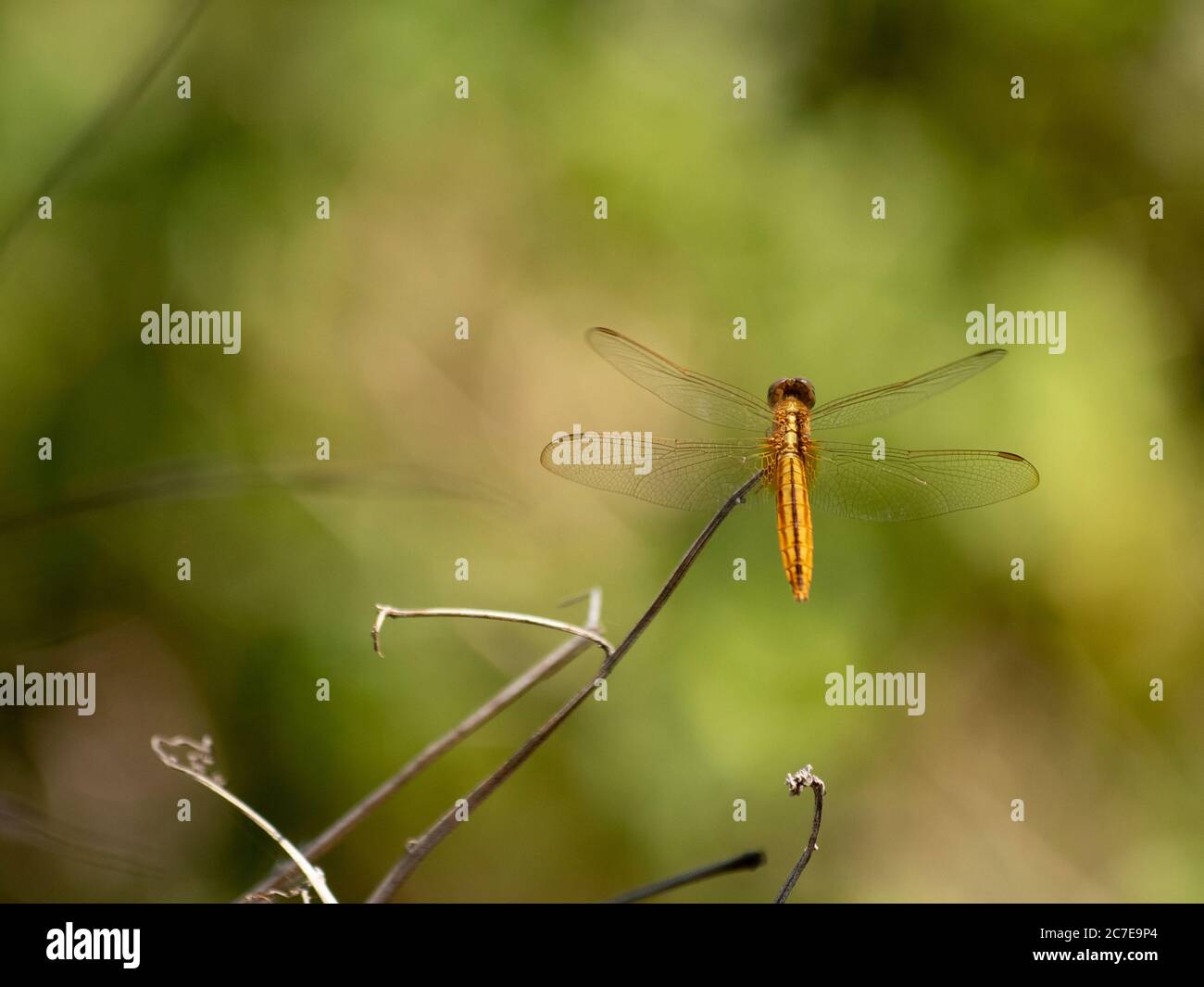 Yellow dragonfly resting on a twig Stock Photo