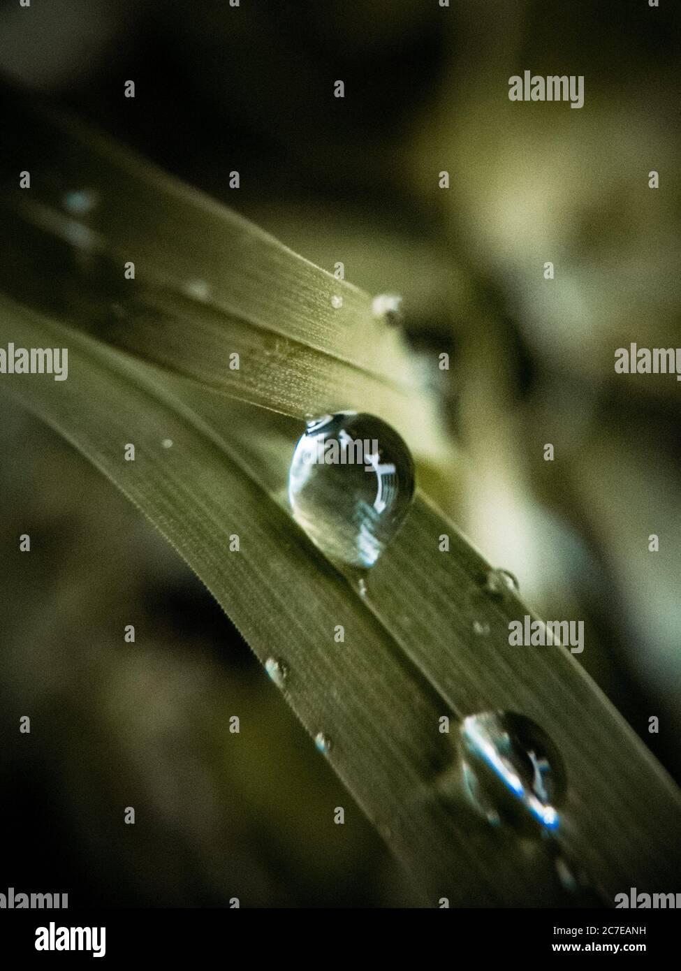 Beautiful macro photography of dewdrops on green leaves in the early morning Stock Photo