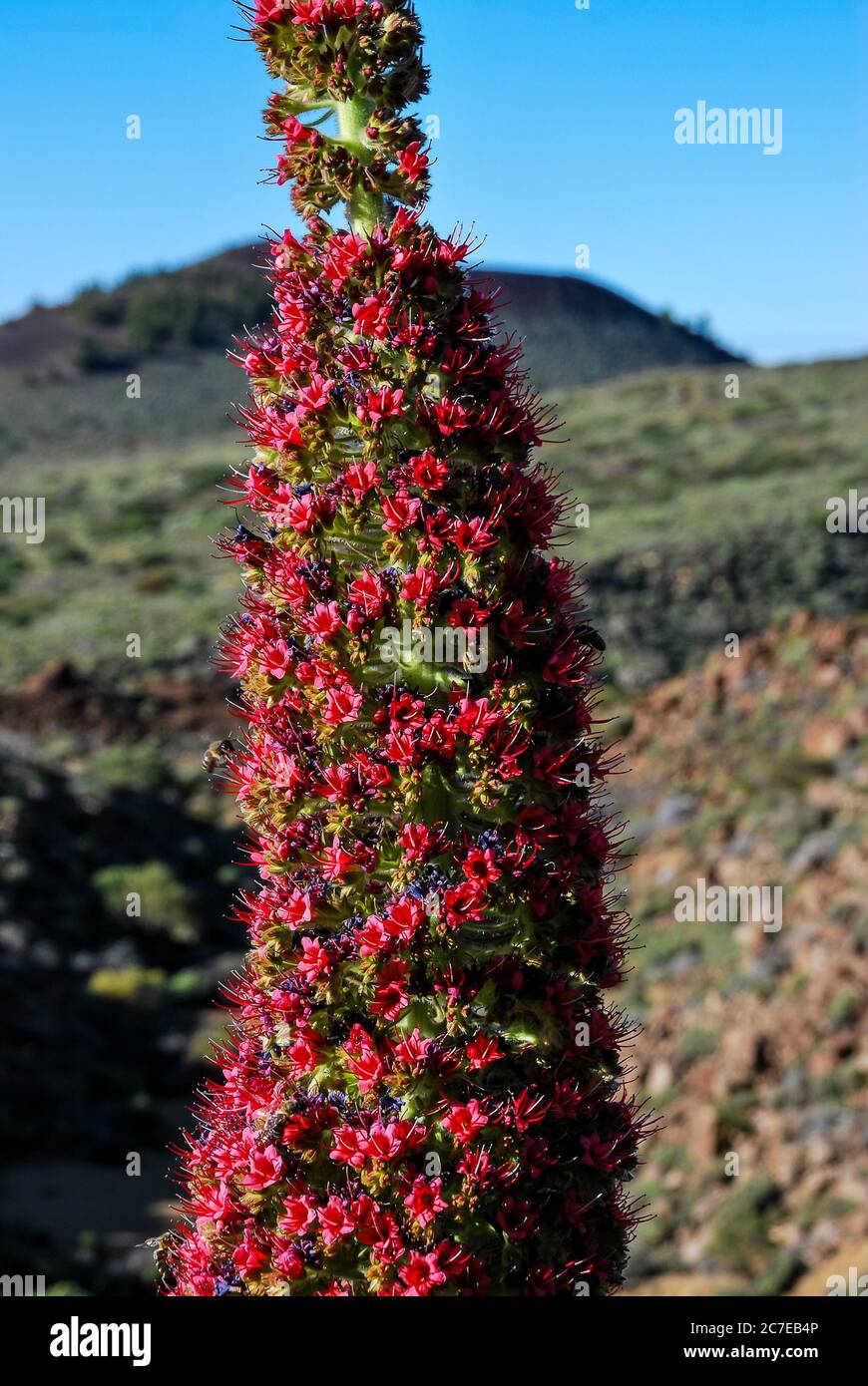 Red Rocks Flower red flowers on a rock, beautiful photo digital picture Stock Photo - Alamy