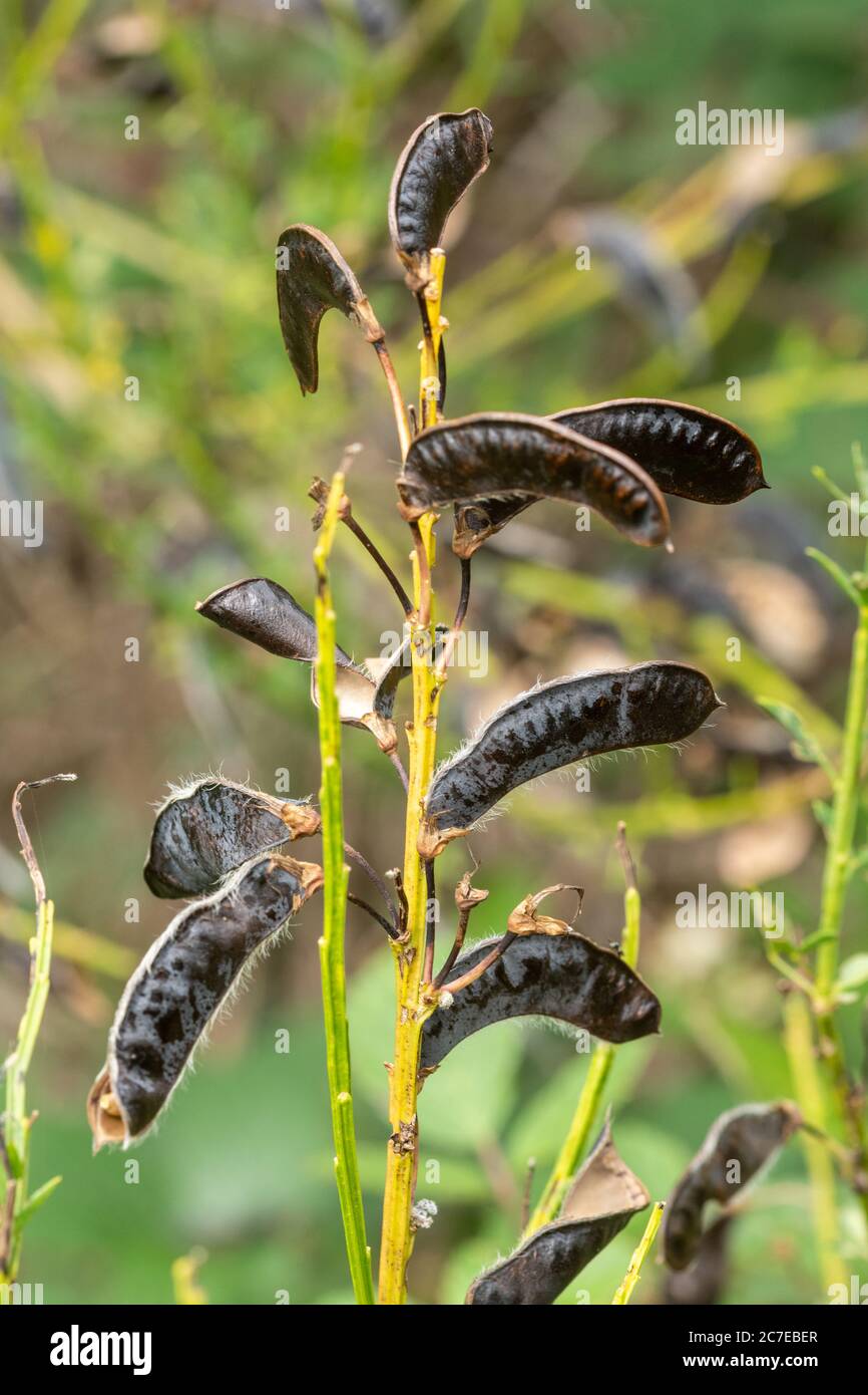 Common broom seed pods (Cytisus scoparius) during July, UK Stock Photo