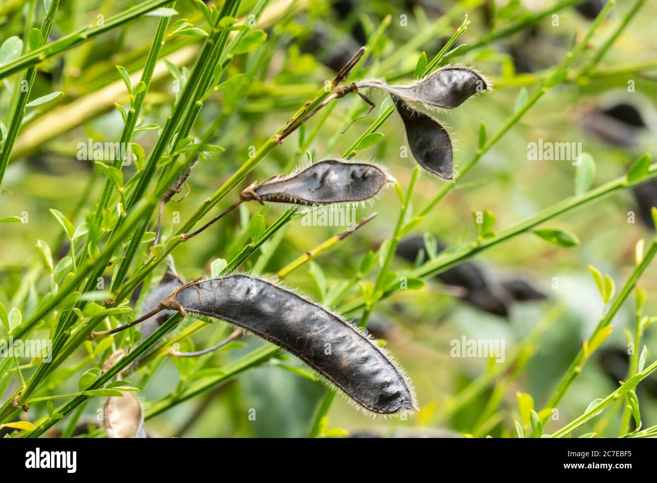 Broom cytisus scoparius seed pod hi-res stock photography and images - Alamy