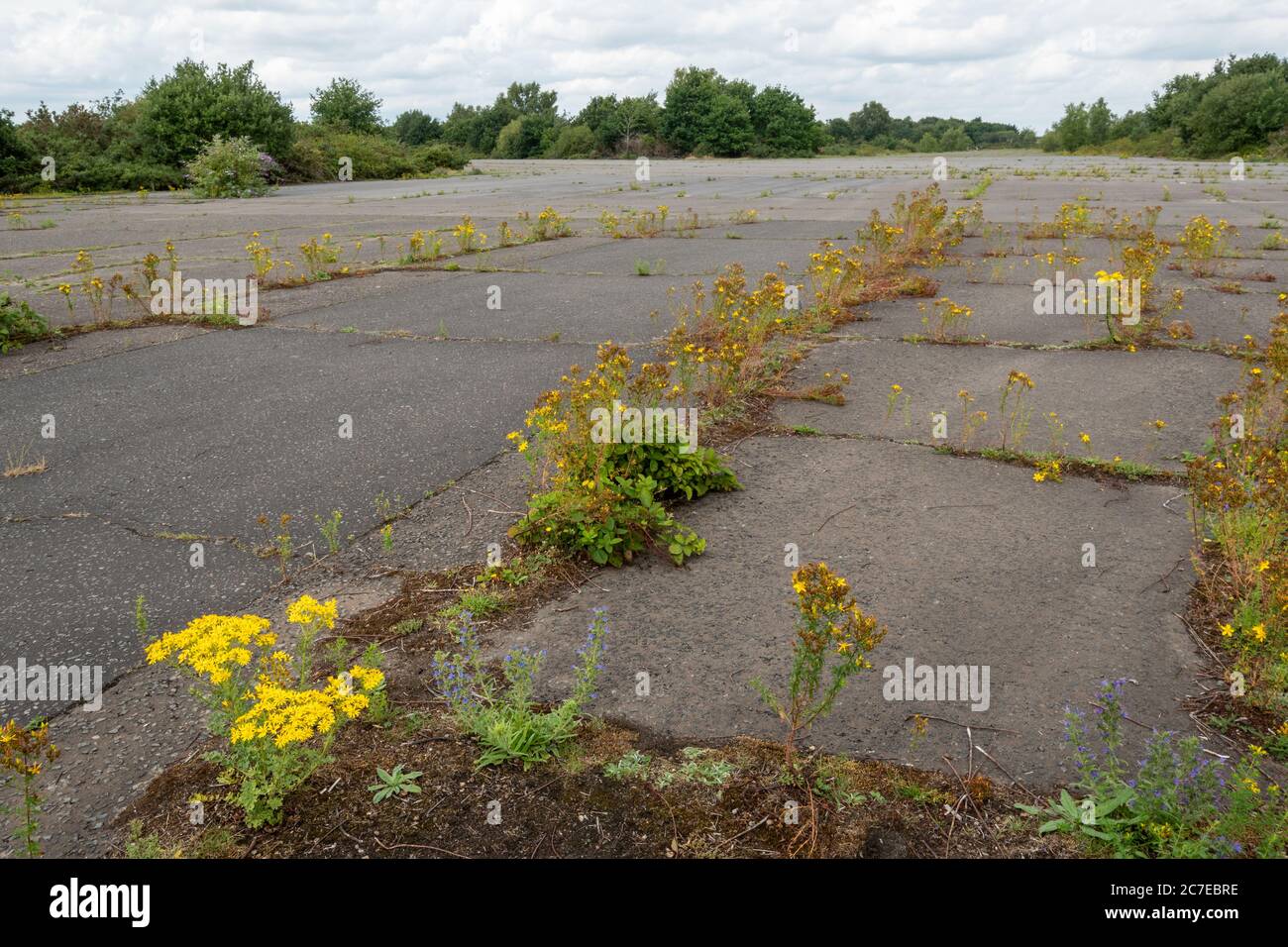 Wildflowers returning to a brownfield site, a disused runway at Blackbushe Airport, Hampshire, UK. Rewilding concept Stock Photo
