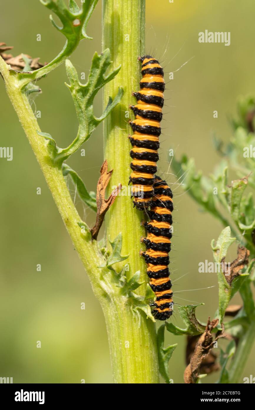 Cinnabar moth caterpillars or larvae (Tyria jacobaeae) feeding on ragwort (Jacobaea vulgaris), UK Stock Photo
