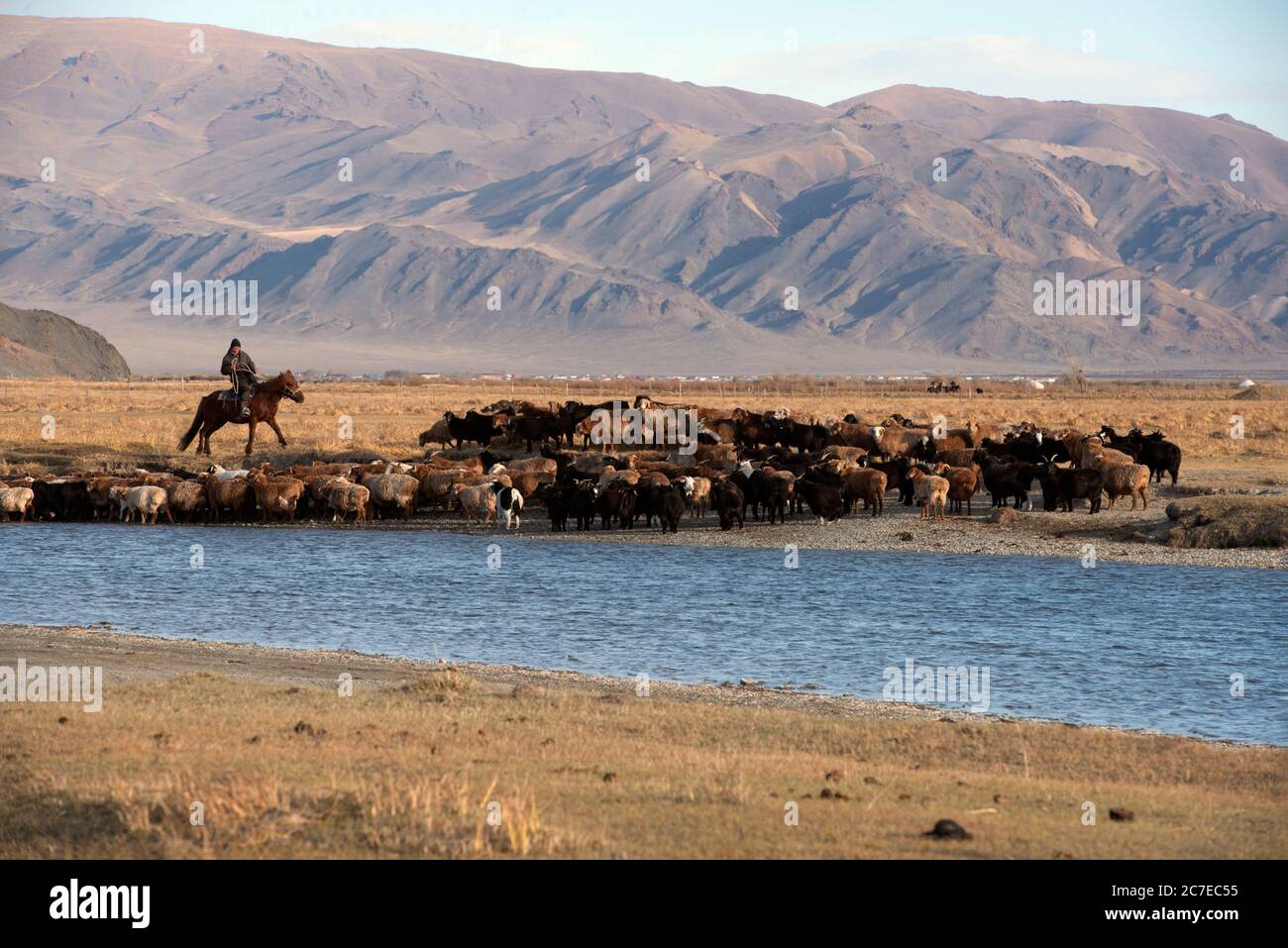 A nomadic Kazakh herder on horseback driving his herd of cattle across a river in the Altai Mountains, western Mongolia. Stock Photo